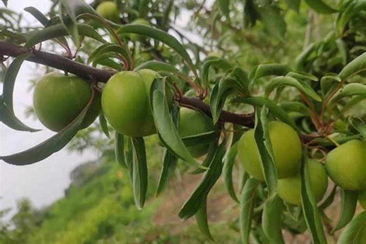 大棚李子落花后施什么肥？