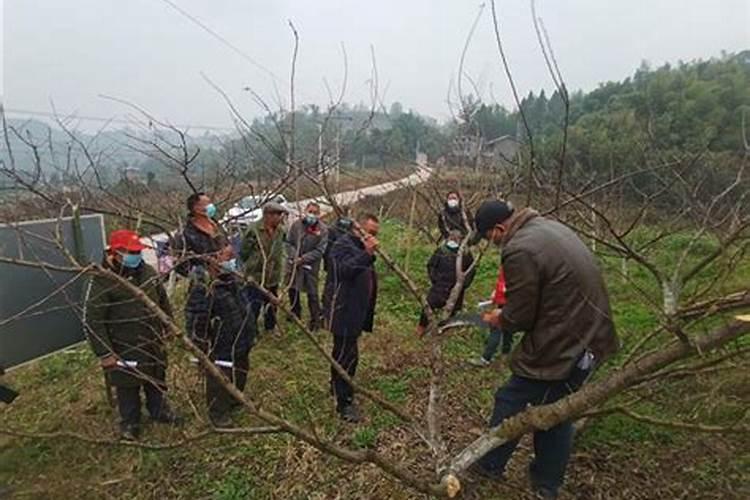 李子谢花后打什么药