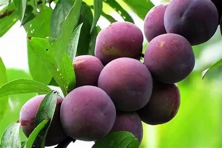 李子增产的方法有哪些