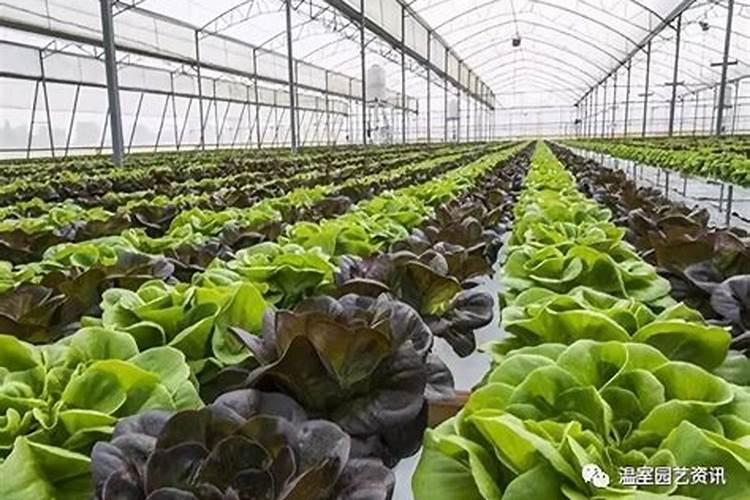 菜油枯可以拌在饲料里喂猪吗？