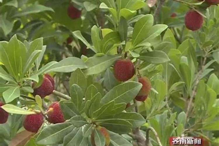 菜子油枯可以当作藤椒的肥料吗？