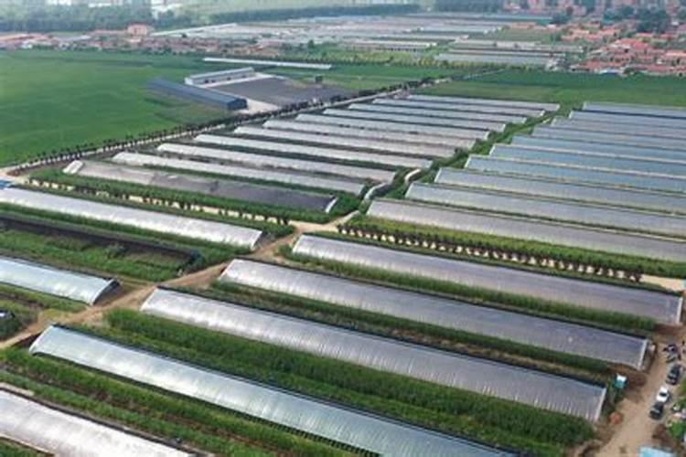 甜菜施肥用什么肥料