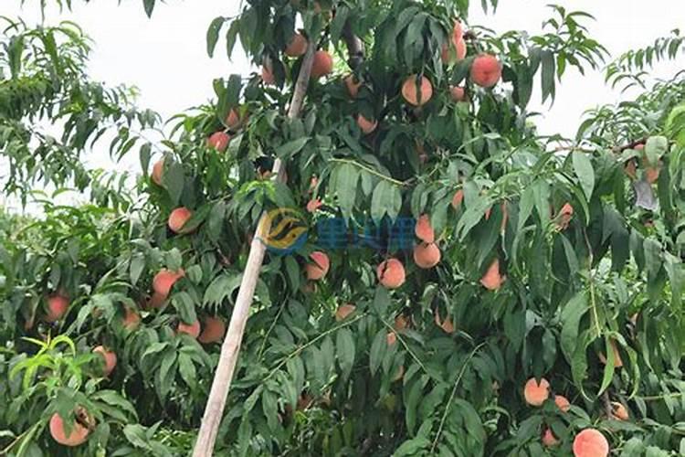 水肥发酵方法 水肥是酸性还是碱性