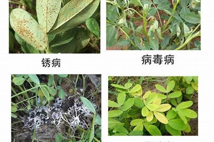 花生不同生长阶段的叶面肥使用技巧 花生应该怎么施肥