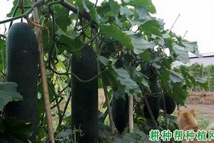 冬瓜的种植方法和时间