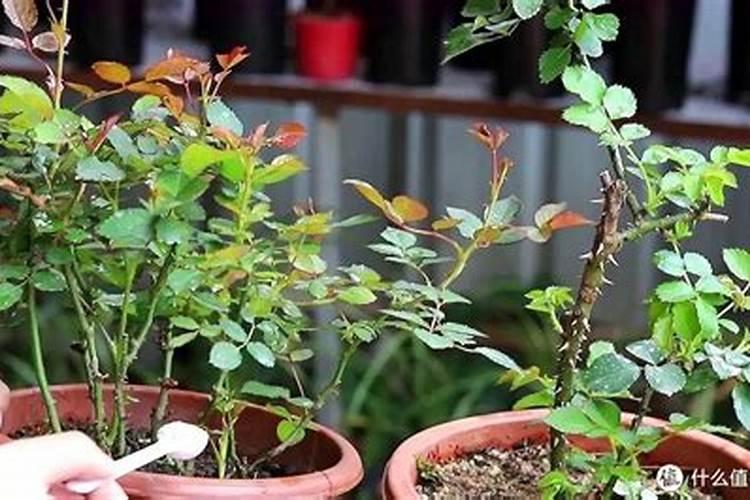 养花的十大最佳肥料