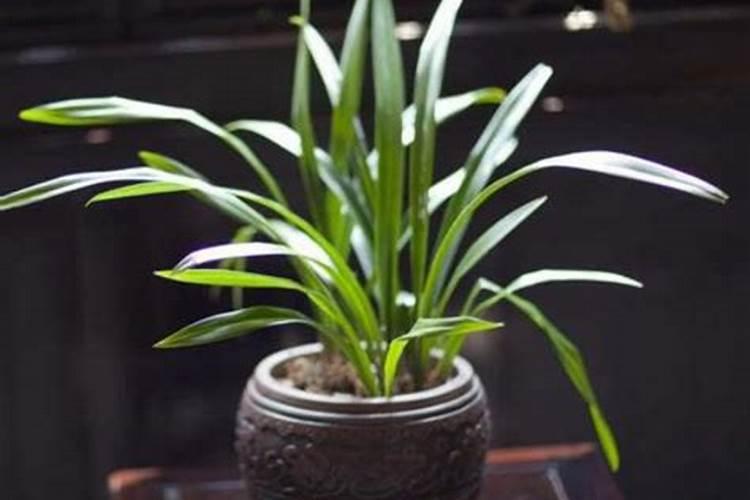 如何正确给兰花使用叶面肥