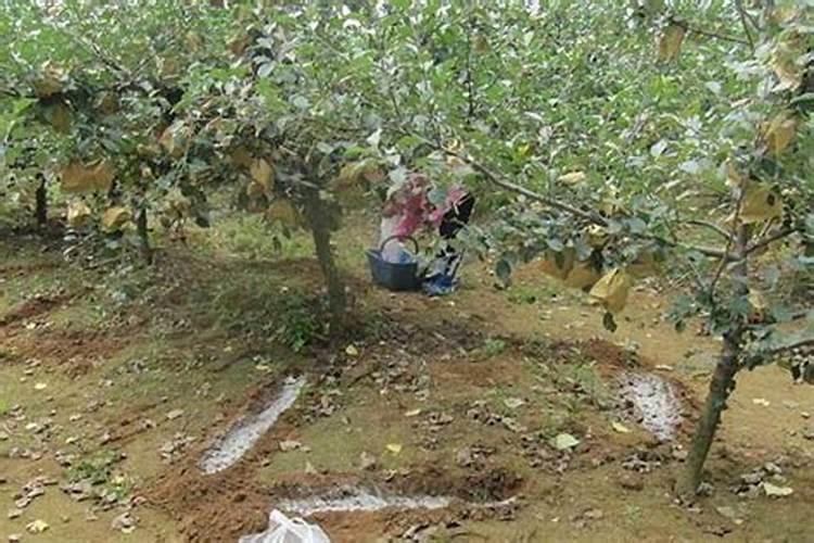 芸苔素内酯使用方法与用量