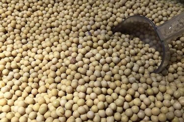 马铃薯对养分有什么要求蚂蚁 马铃薯需要什么养分