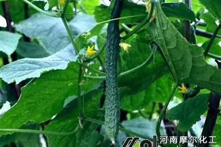 马铃薯对养分有什么要求