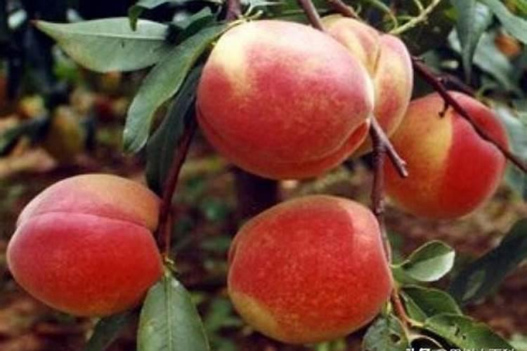 成熟期比较晚的桃树,什么时候追肥最合适？