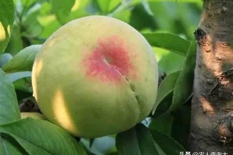 夏季桃树管理五点注意事项