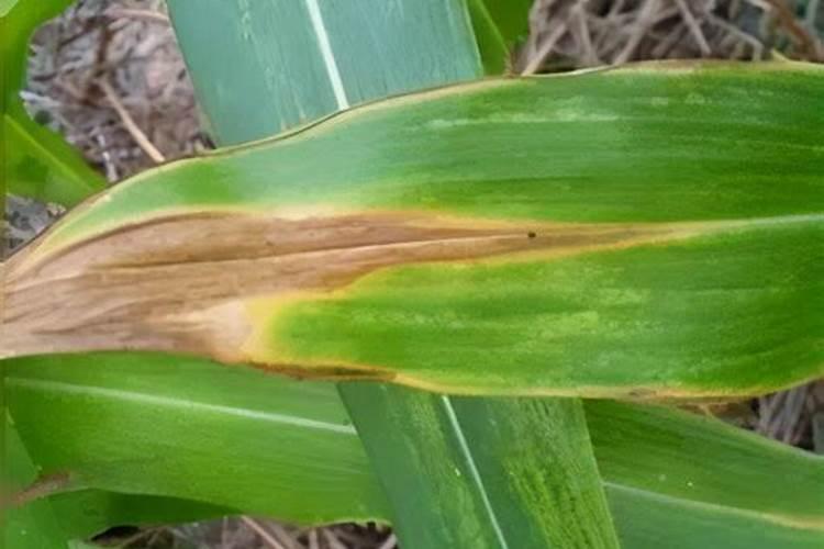 如何识别和防治玉米缺氮症？