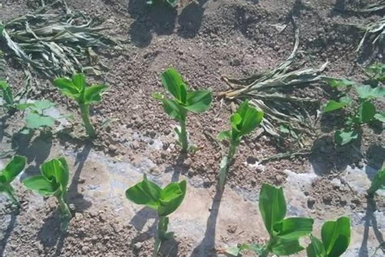 天津BZJ系列包衣造粒机制造