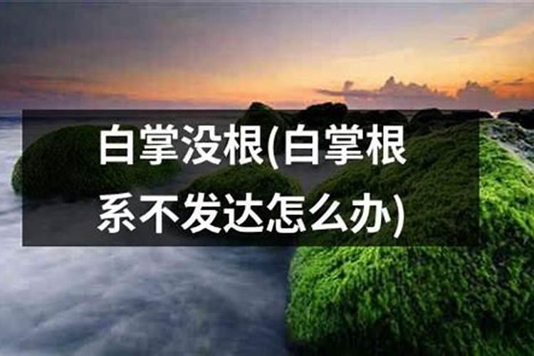 根系快速生长的方法