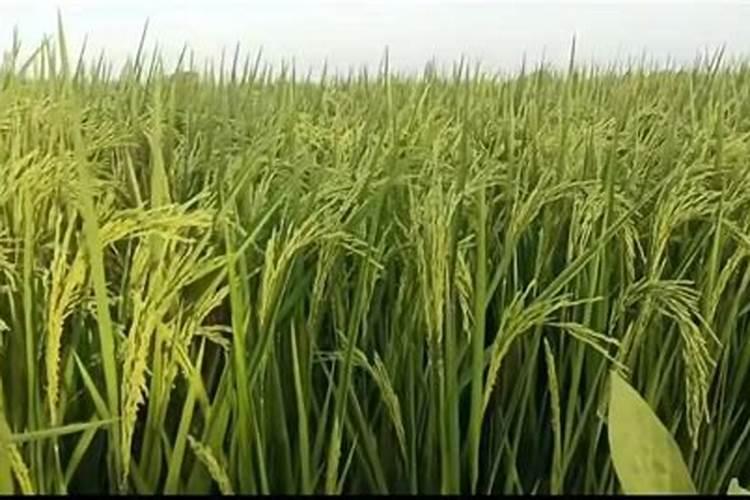 含氨基酸水溶肥有什么功效和作用？