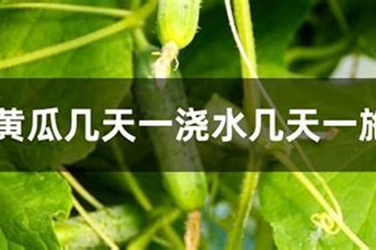黄瓜几天一浇水几天一施肥