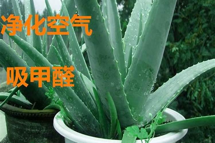 库拉索芦荟施肥方法