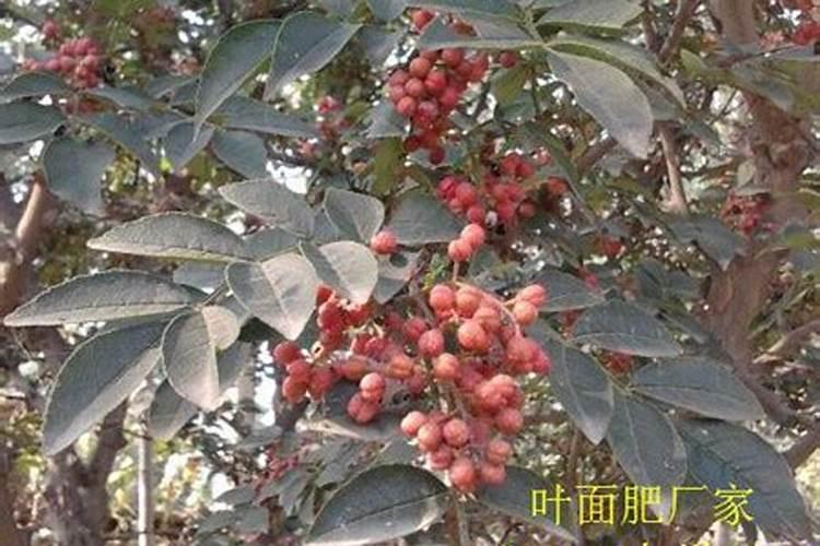 花椒用什么化肥好？