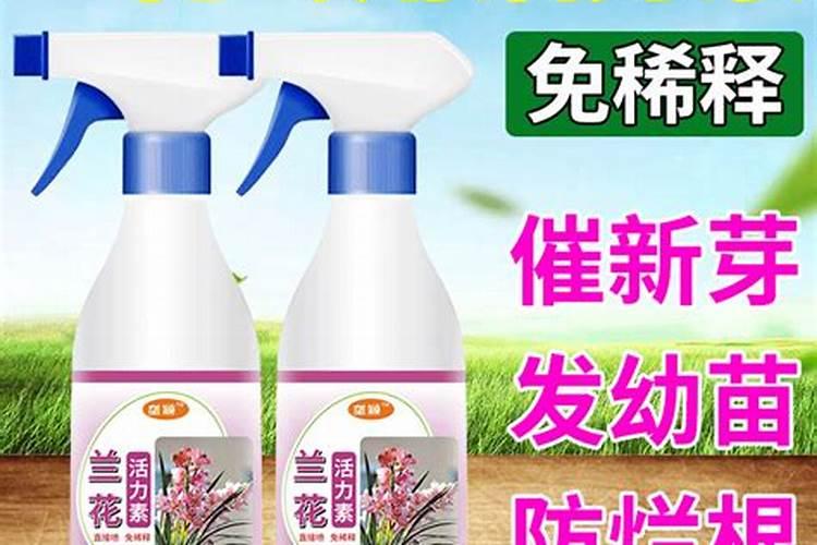 水培兰花怎么养