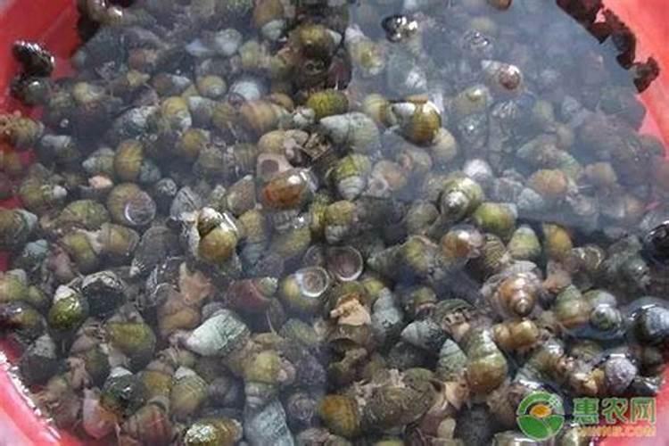 芸苔素内酯可以滴灌冲施吗一亩地冲是多少？