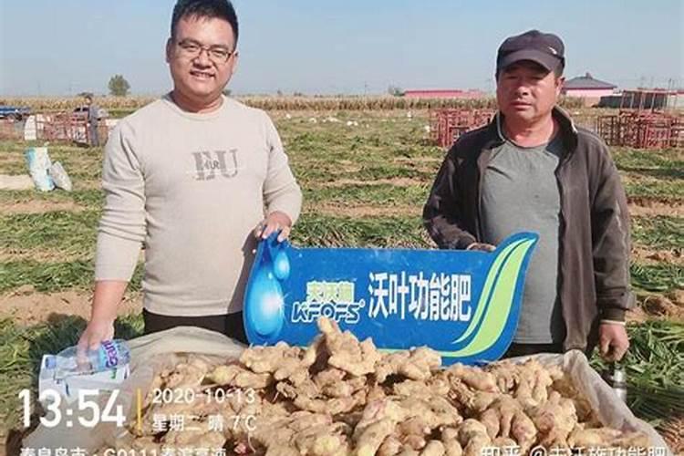 大姜用什么肥高产