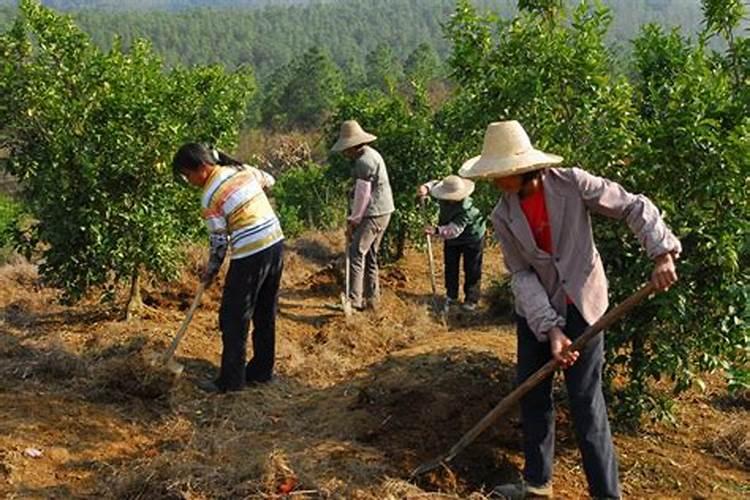 水溶肥料怎么使用 水溶肥如何使用效果更好