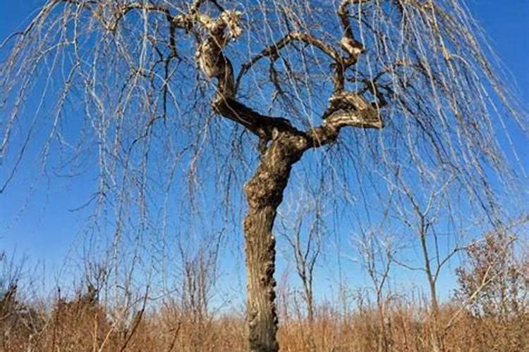 榆树盆景每年怎么施肥(榆树盆景施肥攻略,一年四季的科学施肥方法)百度...