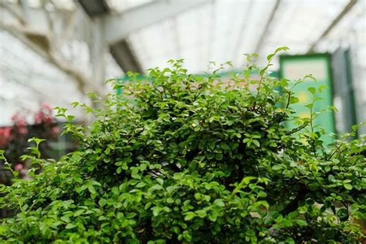 小叶榆树耐寒多少度