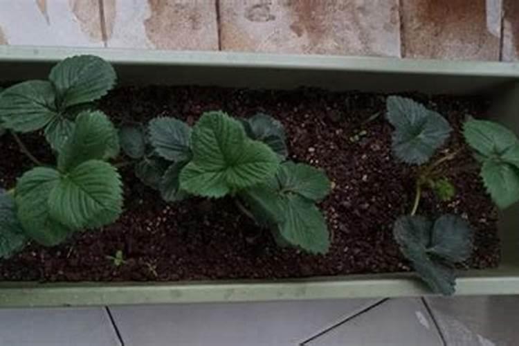 为什么冬枣买回来的时候是青的,用水洗了之后就变成通红的了？