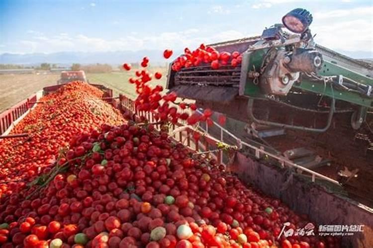 广东菜心的做法 锅中加入少许盐