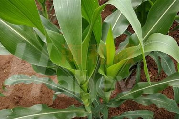 NH4的水解方程式