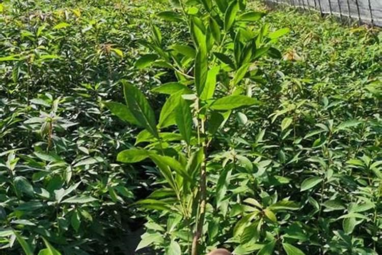 尿素溶水时间,农田肥料尿素施用后,多长时间有效