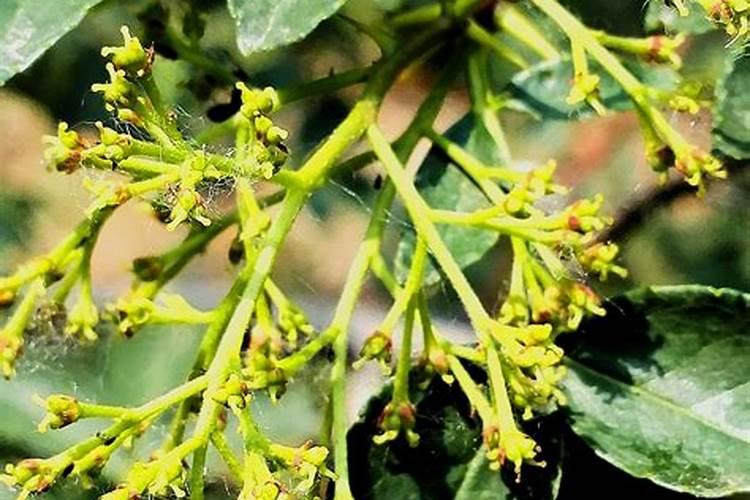 花椒花期用什么叶面肥？