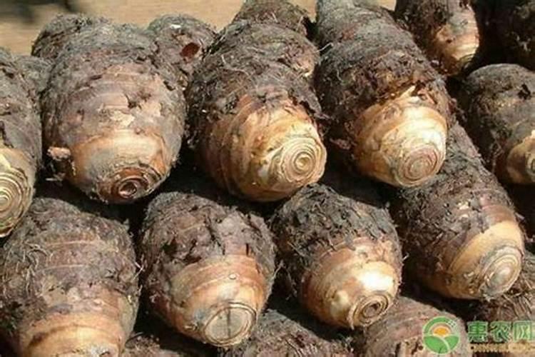 佐田氏247水溶肥效果子怎样？