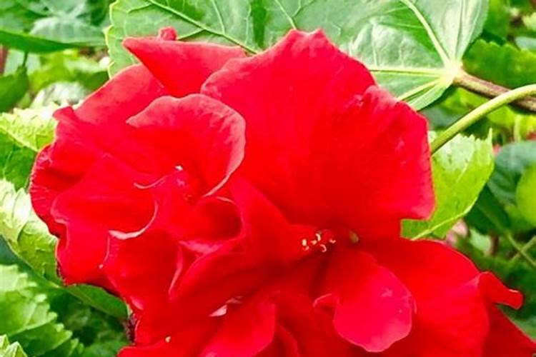 黑云母石的功效与作用是什么？