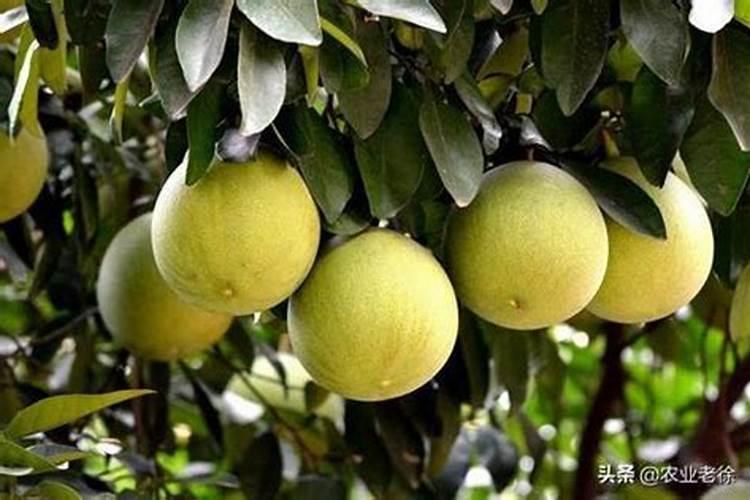 大豆叶面肥用什么好？增产怎么用更高效