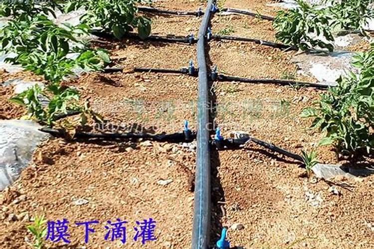 新疆黄芩高产标准化种植技术规程