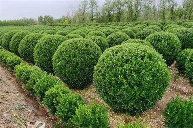 冬青树上什么肥料