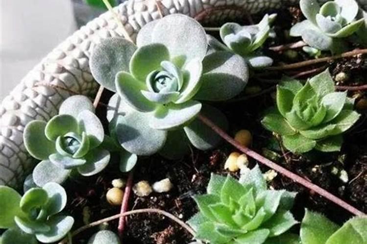 无花果树用什么肥料好