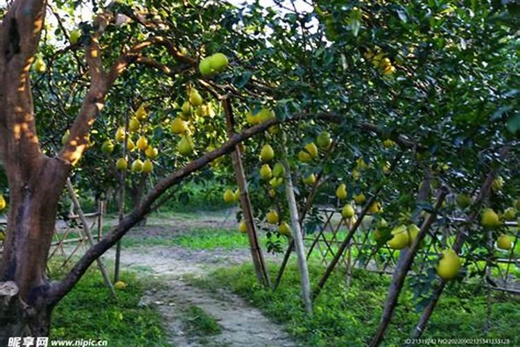 人体必需的微量元素有哪些？