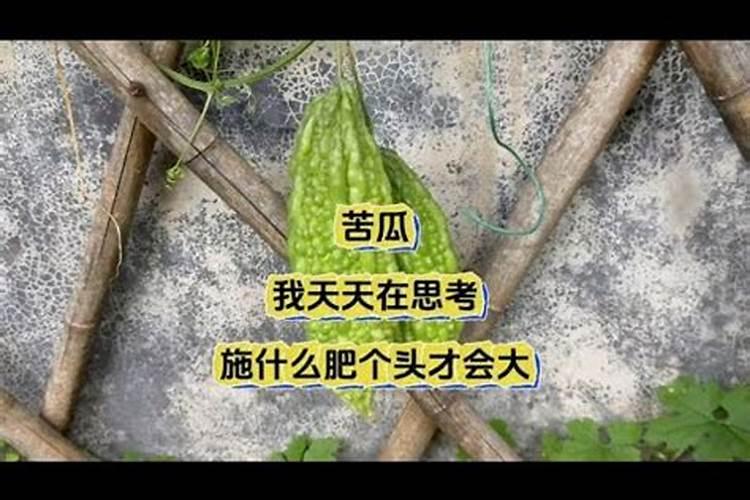 苦瓜怎么种植和管理