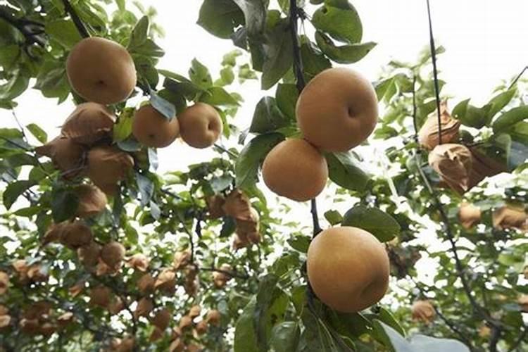 发黄豆芽为什么发黑