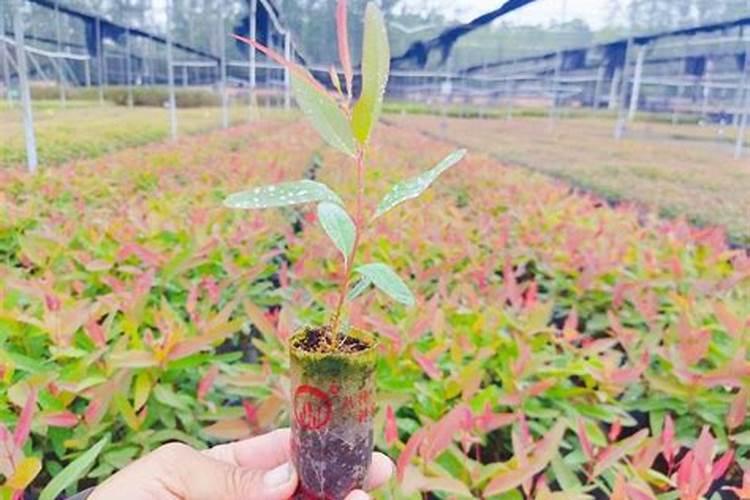 桉树用什么肥料最合适