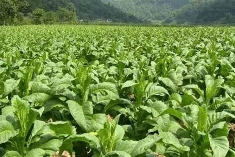 魔芋种植要用什么肥料不会烂？