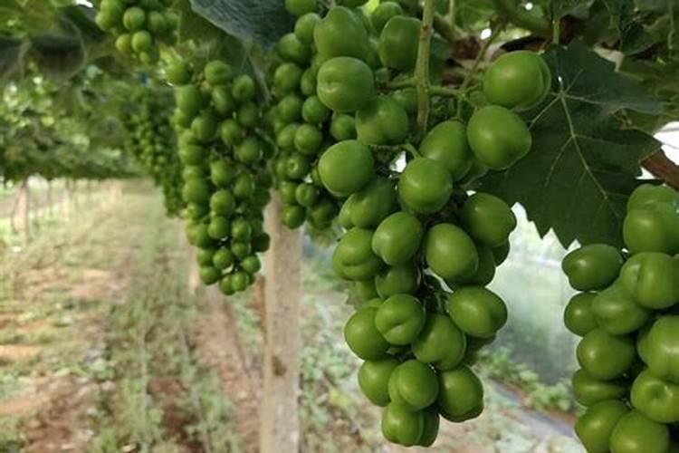 盆花要怎样施用化肥？