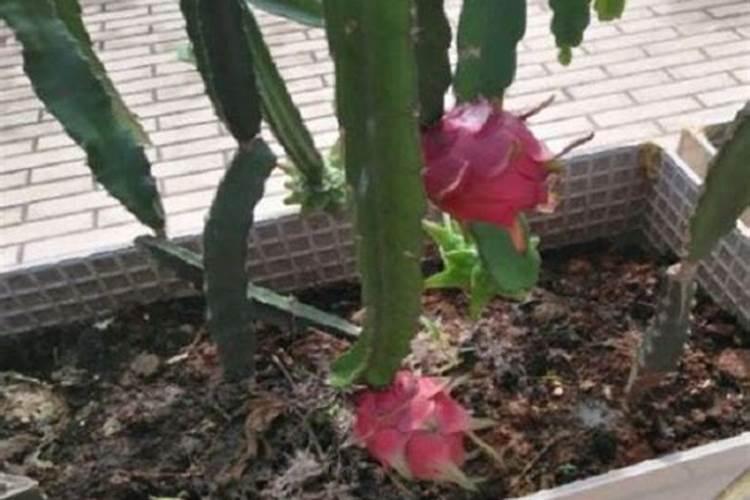 柑橘膨大期喷什么叶面肥结果多？座果期怎么用肥料？冲施什么肥