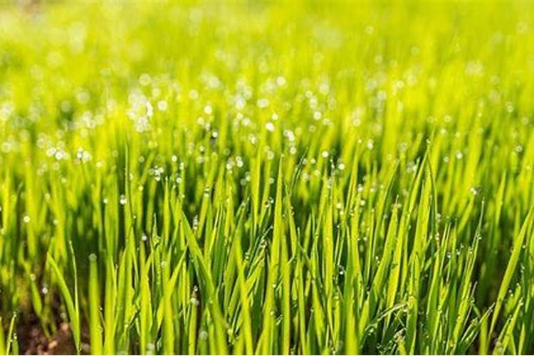 直接向多肉植物叶面喷水好吗