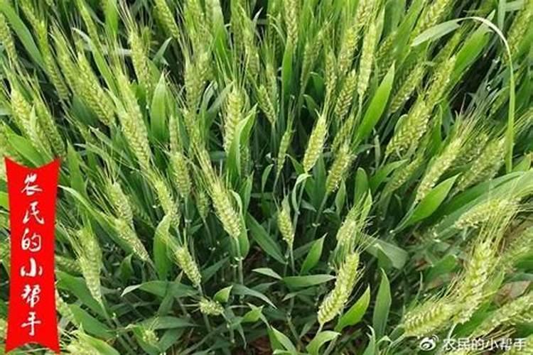 小麦打什么叶面肥增产