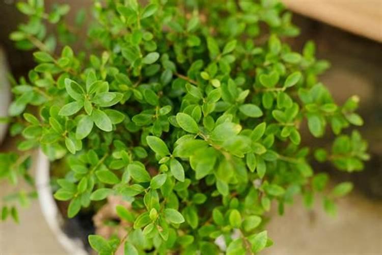 鱼蛋白,羊粪,豆粕肥可以一起用吗？